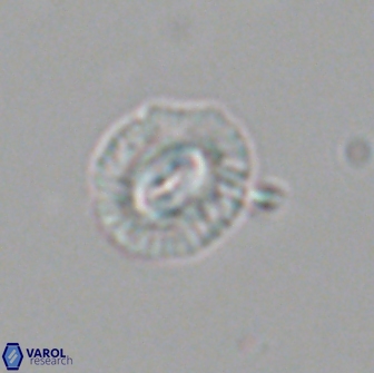 Coccolithus muiri 64105