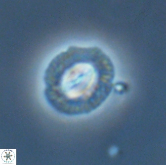 Coccolithus muiri 64106