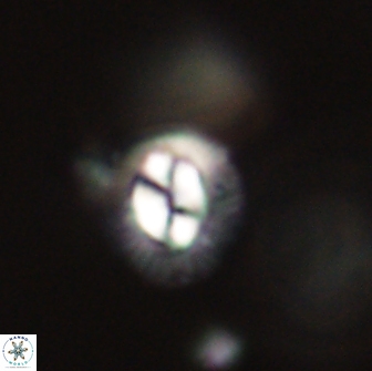 Coccolithus muiri 64109