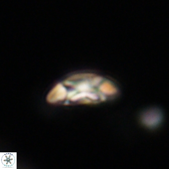 Coccolithus muiri 64110