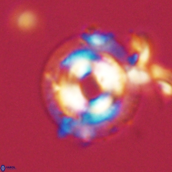 Coccolithus occidentalis 68811