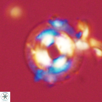 Coccolithus occidentalis 68811