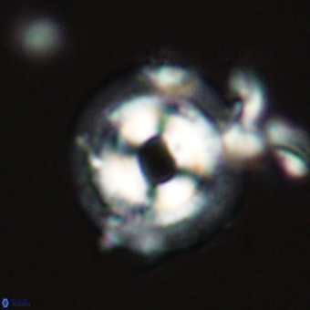 Coccolithus occidentalis 68812