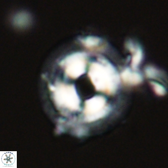 Coccolithus occidentalis 68812