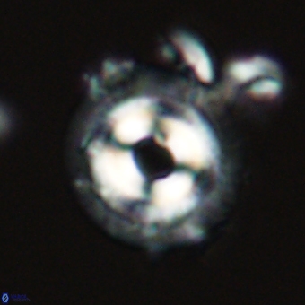 Coccolithus occidentalis 68813