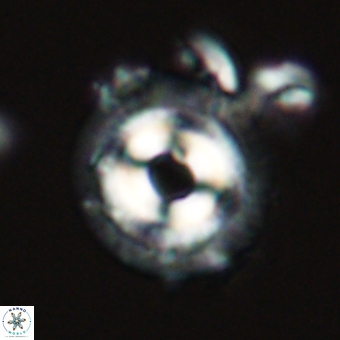 Coccolithus occidentalis 68813