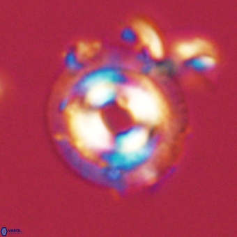 Coccolithus occidentalis 68814