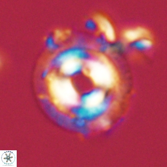 Coccolithus occidentalis 68814
