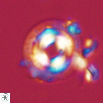 Coccolithus occidentalis 68818