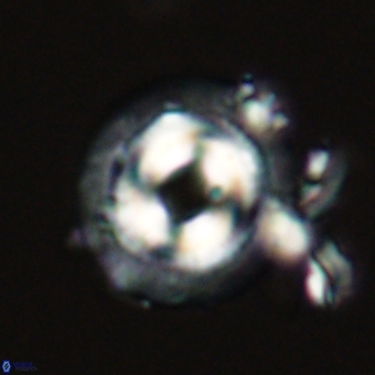 Coccolithus occidentalis 68819