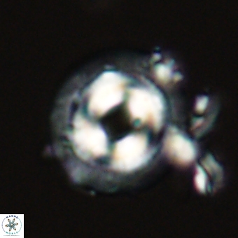 Coccolithus occidentalis 68819