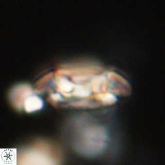 Coccolithus occidentalis 68825