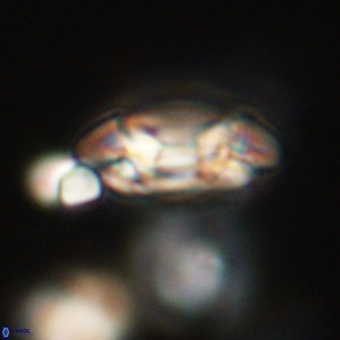 Coccolithus occidentalis 68826