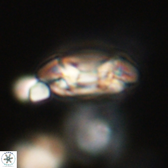 Coccolithus occidentalis 68826