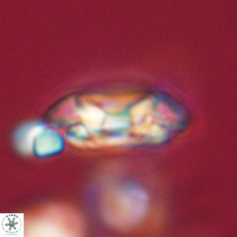 Coccolithus occidentalis 68827