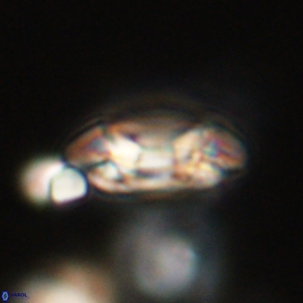 Coccolithus occidentalis 68828