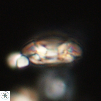 Coccolithus occidentalis 68828