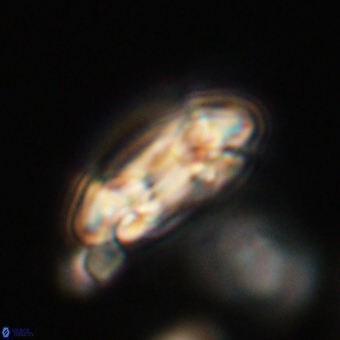 Coccolithus occidentalis 68829
