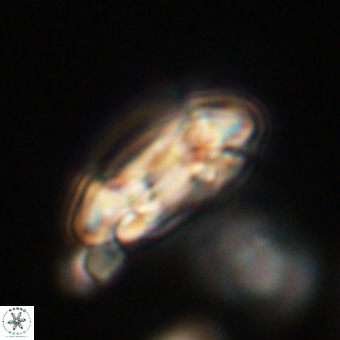 Coccolithus occidentalis 68829