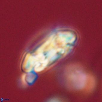 Coccolithus occidentalis 68830