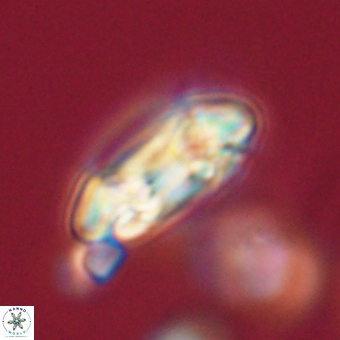 Coccolithus occidentalis 68830