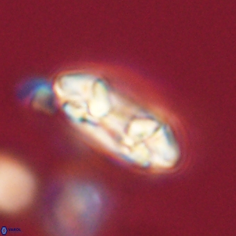 Coccolithus occidentalis 68831
