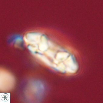 Coccolithus occidentalis 68831