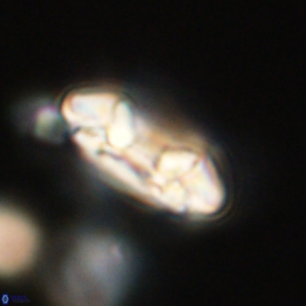 Coccolithus occidentalis 68832