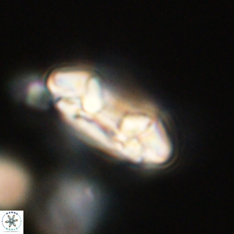 Coccolithus occidentalis 68832