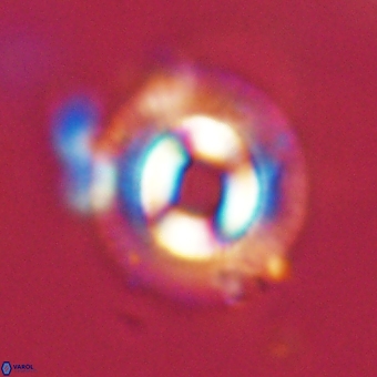 Coccolithus occidentalis 68833
