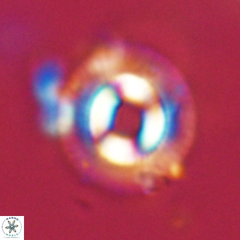 Coccolithus occidentalis 68833