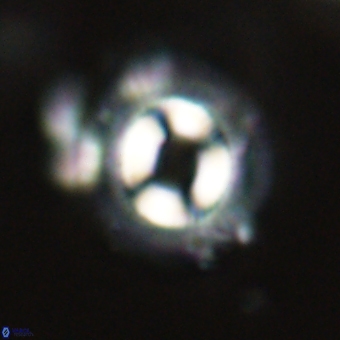 Coccolithus occidentalis 68834