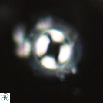 Coccolithus occidentalis 68834