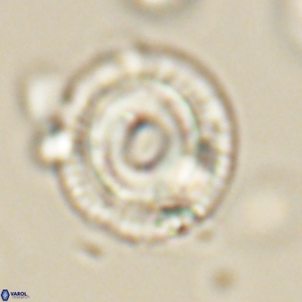 Coccolithus occidentalis 68838