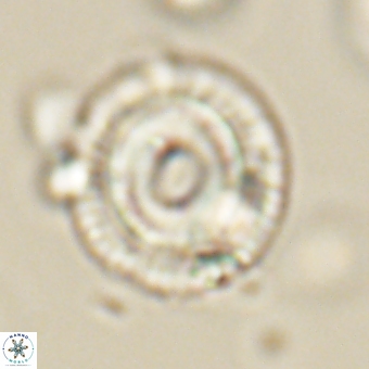 Coccolithus occidentalis 68838