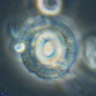Coccolithus occidentalis 68842