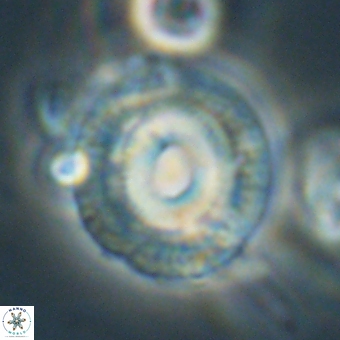 Coccolithus occidentalis 68842