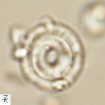 Coccolithus occidentalis 68843