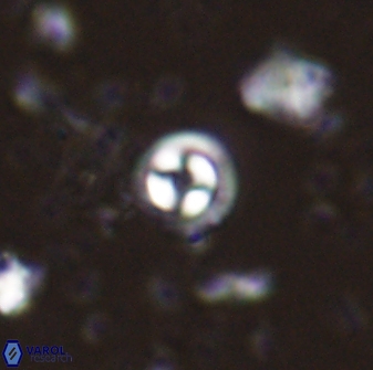 Coccolithus pauxillus 43211