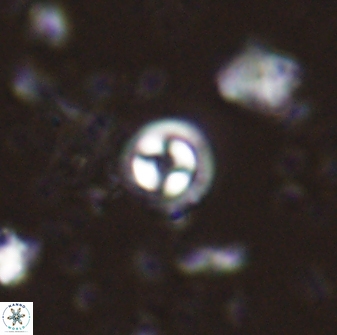 Coccolithus pauxillus 43211