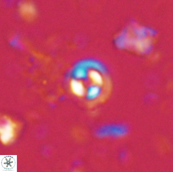 Coccolithus pauxillus 43212