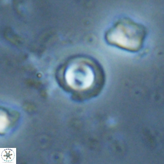 Coccolithus pauxillus 43215