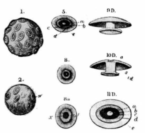 Coccolithus pelagicus 27527