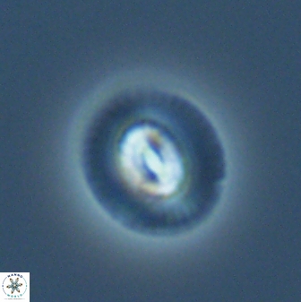Coccolithus pelagicus 27527