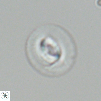 Coccolithus pelagicus 27528