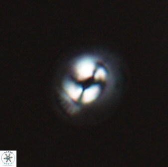 Coccolithus pelagicus 27533