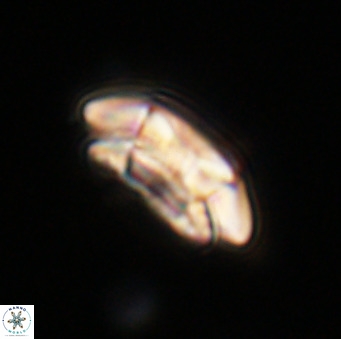 Coccolithus pelagicus VR 33245