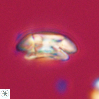 Coccolithus pelagicus VR 33247