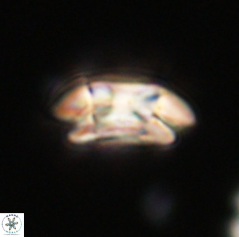 Coccolithus pelagicus VR 33248