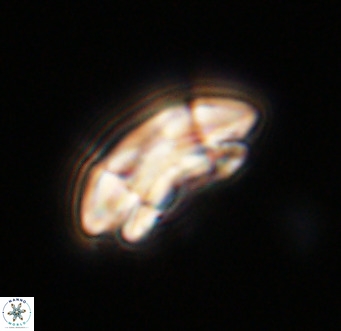 Coccolithus pelagicus VR 33249